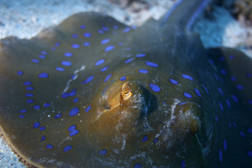 Blue spotted sting ray, Ray, Fish